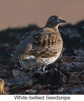 White-bellied Seedsnipe  - Courtesy Argentina Wildlife Expeditions