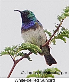 White-breasted Sunbird - © James F Wittenberger and Exotic Birding LLC
