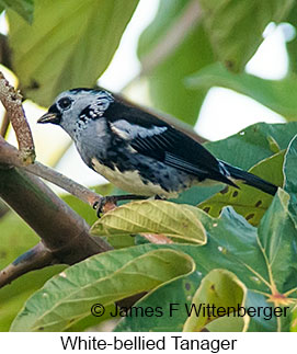 White-bellied Tanager - © James F Wittenberger and Exotic Birding LLC