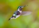 White-bellied Woodstar on east slope of the Andes Mountains in Ecuador - &copy; Laura L Fellows and Exotic Birding tours