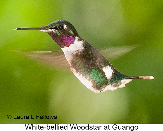 White-bellied Woodstar - © James F Wittenberger and Exotic Birding LLC