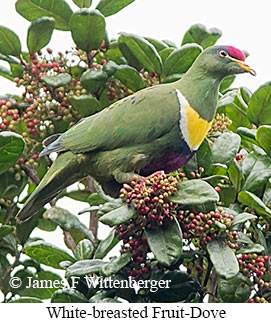 White-breasted Fruit-Dove - © James F Wittenberger and Exotic Birding LLC
