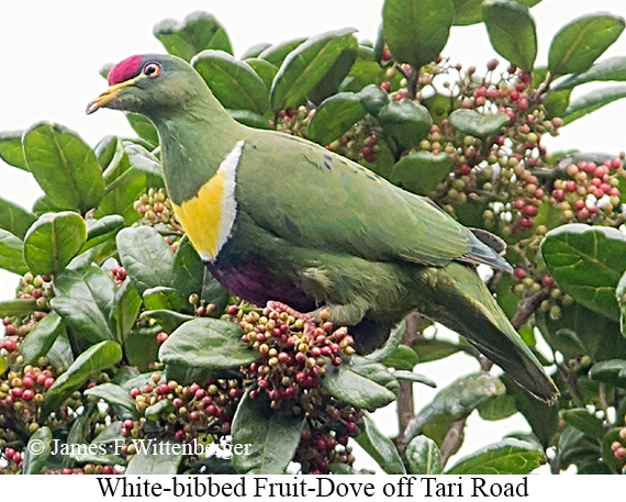 White-breasted Fruit-Dove - © James F Wittenberger and Exotic Birding LLC