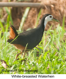 White-breasted Waterhen - © James F Wittenberger and Exotic Birding LLC