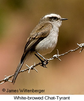 White-browed Chat-Tyrant - © James F Wittenberger and Exotic Birding LLC