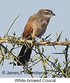 White-browed Coucal - © James F Wittenberger and Exotic Birding LLC