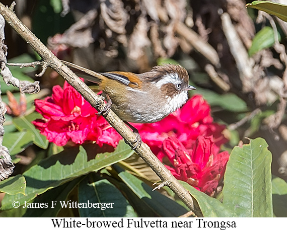 White-browed Fulvetta - © James F Wittenberger and Exotic Birding LLC