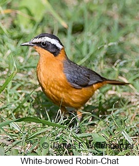 White-browed Robin-Chat - © James F Wittenberger and Exotic Birding LLC