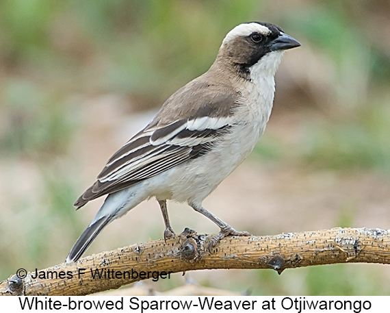 White-browed Sparrow-Weaver - © James F Wittenberger and Exotic Birding LLC