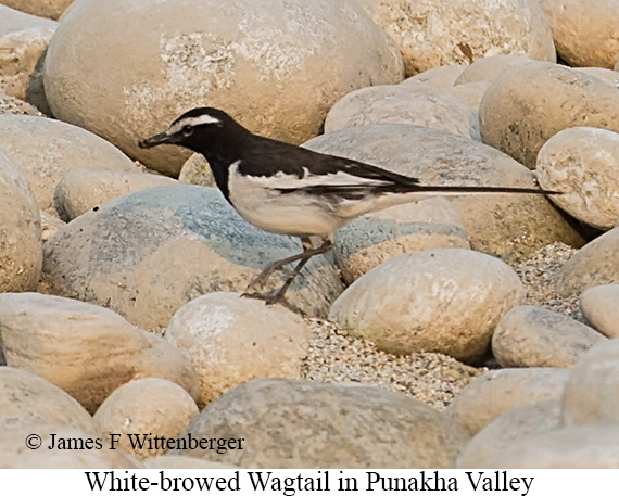 White-browed Wagtail - © James F Wittenberger and Exotic Birding LLC