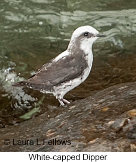 White-capped Dipper - © Laura L Fellows and Exotic Birding LLC