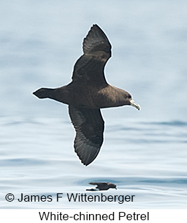 White-chinned Petrel - © James F Wittenberger and Exotic Birding LLC