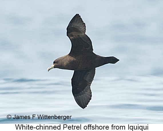 White-chinned Petrel - © James F Wittenberger and Exotic Birding LLC