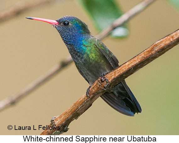 White-chinned Sapphire - © Laura L Fellows and Exotic Birding LLC