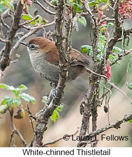 White-chinned Thistletail - © Laura L Fellows and Exotic Birding LLC