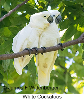 White Cockatoo - © James F Wittenberger and Exotic Birding LLC
