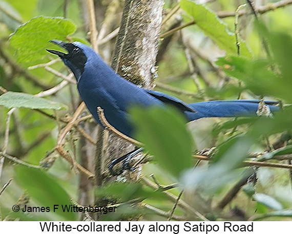 White-collared Jay - © James F Wittenberger and Exotic Birding LLC