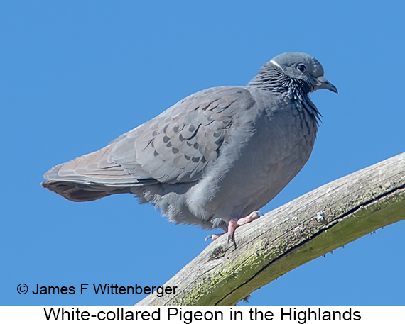 White-collared Pigeon - © James F Wittenberger and Exotic Birding LLC
