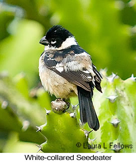 White-collared Seedeater - © Laura L Fellows and Exotic Birding LLC