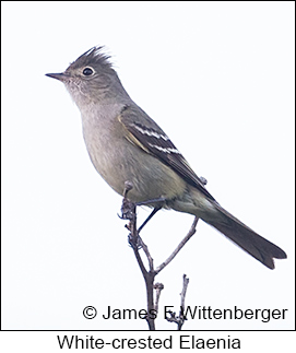 White-crested Elaenia - © James F Wittenberger and Exotic Birding LLC