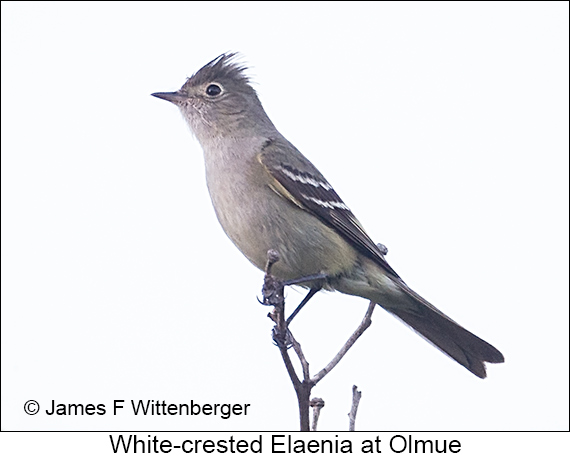 White-crested Elaenia - © James F Wittenberger and Exotic Birding LLC