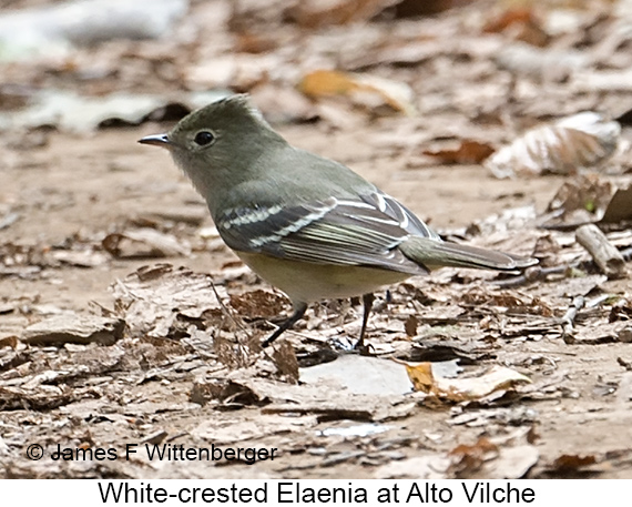 White-crested Elaenia - © James F Wittenberger and Exotic Birding LLC