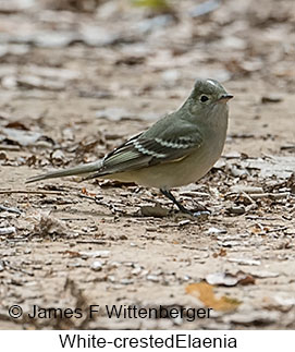 White-crested Elaenia - © James F Wittenberger and Exotic Birding LLC