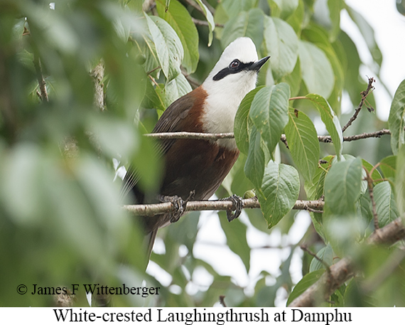 White-crested Laughingthrush - © James F Wittenberger and Exotic Birding LLC