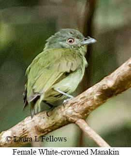 White-crowned Manakin - © Laura L Fellows and Exotic Birding LLC