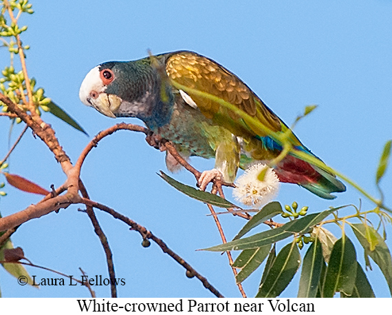White-crowned Parrot - © Laura L Fellows and Exotic Birding LLC
