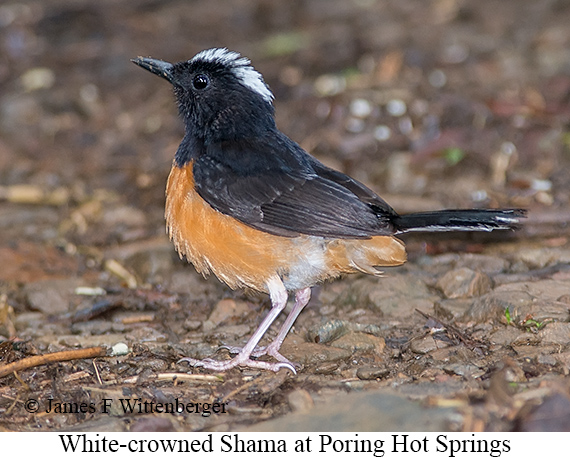 White-crowned Shama - © James F Wittenberger and Exotic Birding LLC