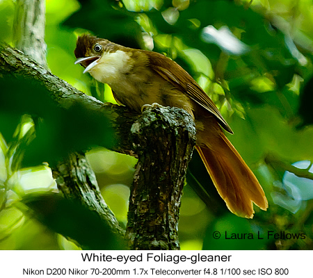 White-eyed Foliage-gleaner - © Laura L Fellows and Exotic Birding Tours