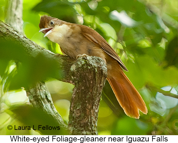 White-eyed Foliage-gleaner - © Laura L Fellows and Exotic Birding LLC