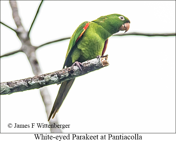 White-eyed Parakeet - © James F Wittenberger and Exotic Birding LLC