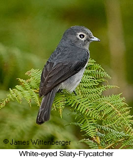 White-eyed Slaty-Flycatcher - © James F Wittenberger and Exotic Birding LLC