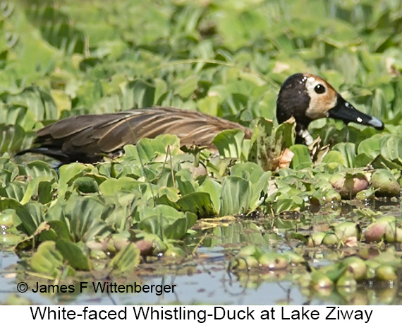White-faced Whistling-Duck - © James F Wittenberger and Exotic Birding LLC