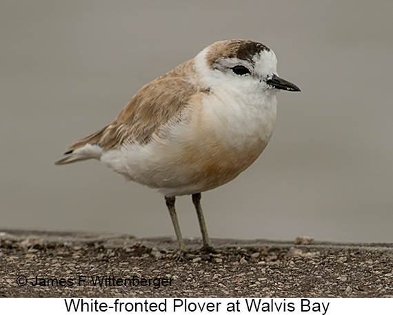 White-fronted Plover - © James F Wittenberger and Exotic Birding LLC
