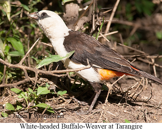 White-headed Buffalo-Weaver - © James F Wittenberger and Exotic Birding LLC