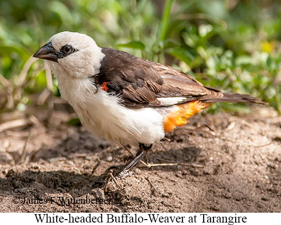 White-headed Buffalo-Weaver - © James F Wittenberger and Exotic Birding LLC