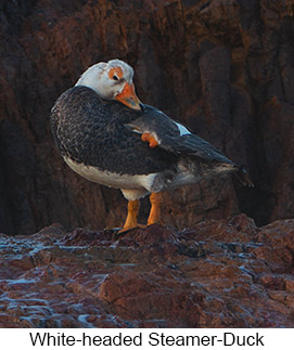 White-headed Steamer-Duck  - Courtesy Argentina Wildlife Expeditions