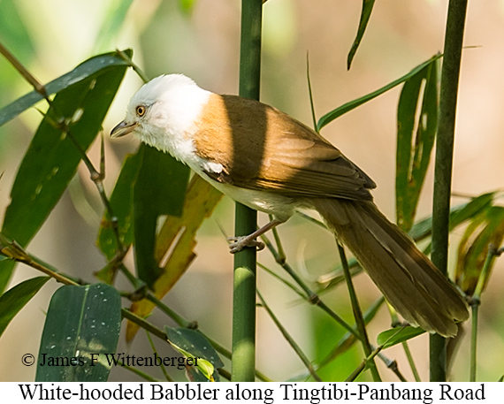 White-hooded Babbler - © James F Wittenberger and Exotic Birding LLC