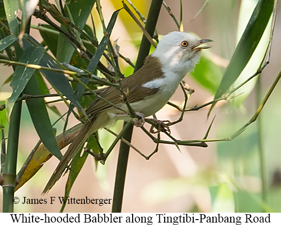 White-hooded Babbler - © James F Wittenberger and Exotic Birding LLC