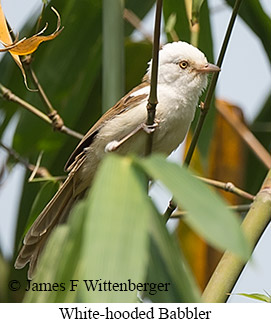 White-hooded Babbler - © James F Wittenberger and Exotic Birding LLC