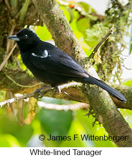 White-lined Tanager - © James F Wittenberger and Exotic Birding LLC