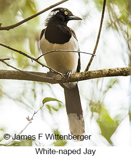 White-naped Jay - © James F Wittenberger and Exotic Birding LLC
