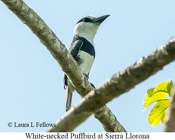 White-necked Puffbird - © Laura L Fellows and Exotic Birding LLC