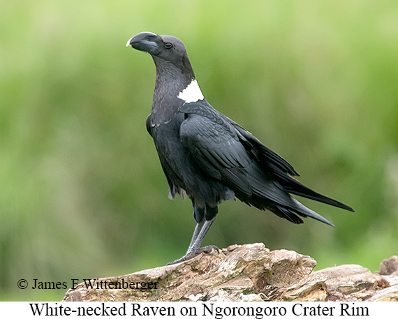 White-necked Raven - © James F Wittenberger and Exotic Birding LLC