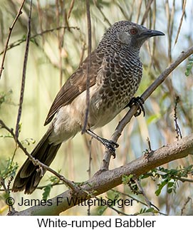 White-rumped Babbler - © James F Wittenberger and Exotic Birding LLC