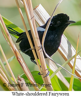 White-shouldered Fairywren - © James F Wittenberger and Exotic Birding LLC