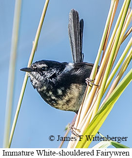 White-shouldered Fairywren - © James F Wittenberger and Exotic Birding LLC